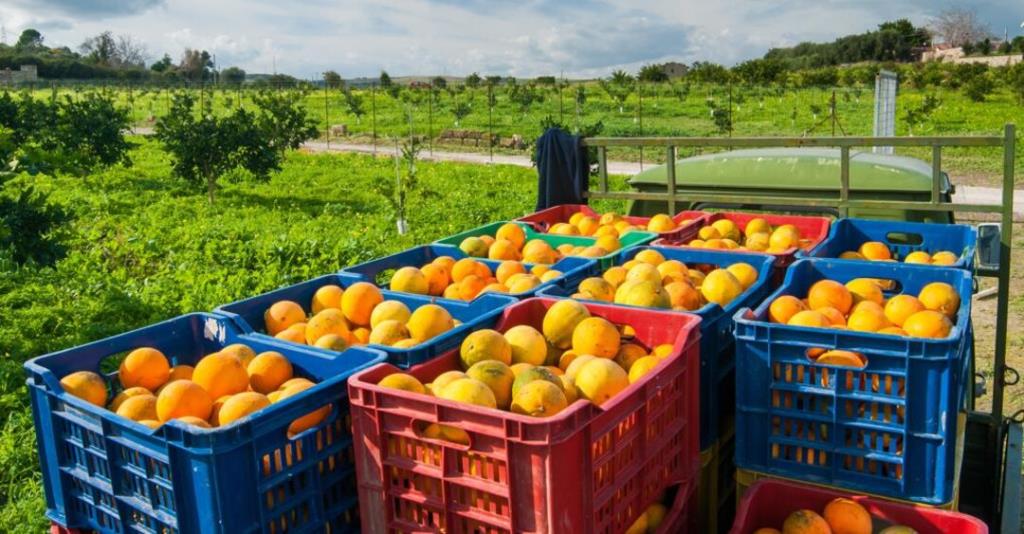 Cambiale Ortofrutta: liquidità per le piccole e medie imprese ortofrutticole