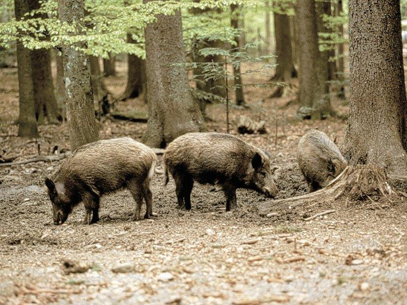 Fauna selvatica: Cia, avanti riforma legge 157/92. A lavoro su vera gestione