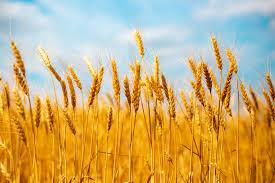 CIA Abruzzo: “Il grano non copre i costi, agricoltori in perdita. Servono regole chiare sul prezzo”